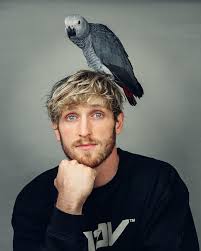 Logan paul was enrolled at the westlake high school. Logan Paul Youtube Wiki Fandom