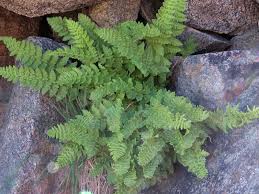 Image result for Woodsiaceae