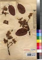 Image result for Monotes engleri