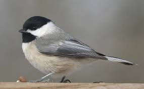 Black Bird With Long Tail Feathers In Texas Carolina Chickadee The Texas Breeding Bird Atlas Chickadee Bird Chickadee Photos