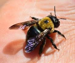How Harmful Are Carpenter Bees A1 Able Pest Doc Pest Doc Blog Carpenter Bee Bee Pest Control Eastern Carpenter Bee