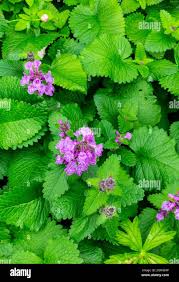 Image result for Verbenaceae