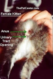 Males often tolerate being handled more than females and are more likely to accept new family members and cats, but this is also determined by the cat's individual personality. Determining The Sex Of A Cat Photos Male Of Female Kitten Petmd