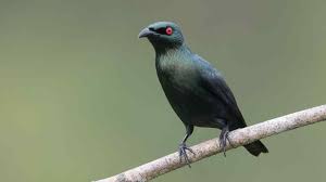 Membuat burung perkutut putih mata merah lebih cantik dan istimewa. Daftar Harga Cucak Keling Terbaru 2021 Update