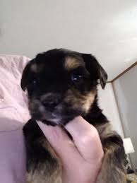 email protected live puppy cam! Morkie For Sale In Michigan 45 Petzlover