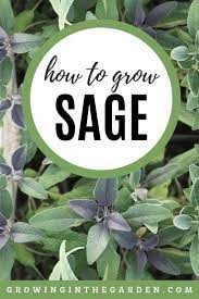 How To Grow Sage Tips For Growing Sage Growing In The Garden Growing Sage Growing Herbs Sage Plant