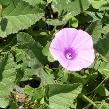 Image result for Convolvulus goyderi