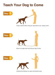 Twitter Dog Training Obedience Dog Training Puppy Training