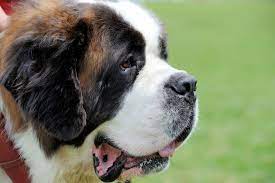 saint bernard daha fazlasi icin https enpati net saint bernard dogs dog portraits bernard dog