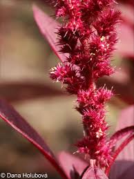 Image result for Amaranthus hybridus