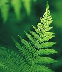 Your full service flower shop now open on main street in montgomery center next to the blue bike cafe. 310 Garden Ferns Ideas Ferns Plants Garden