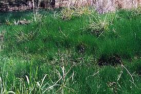 Image result for Eleocharis geniculata