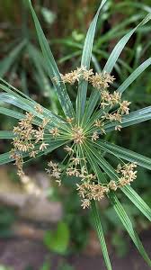 Image result for Cyperus amauropus