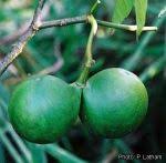 Image result for Voacanga chalotiana