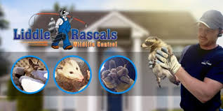 The inside of your walls may be too smooth to provide traction, especially for baby animals with little climbing experience. That Scratching Sound In Your Walls Might Be Mice