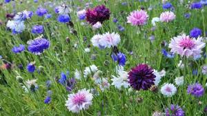 It struggles in hot, humid conditions and succumbs to wet winter soils. Cornflowers Bachelor S Buttons Basket Flower Floridagardener Com