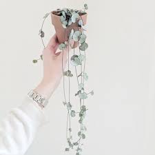 Pin On Plant Wishlist