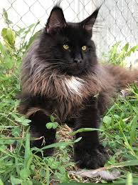 The maine coon cat club and maine coon breed society are designed to help maine coon owners and those in the cat showing community. Leadypaw Maine Coons Maine Coon Breeder Kittens For Sale In Missouri