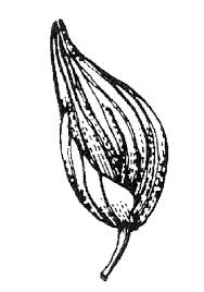 Image result for Sacciolepis rigens