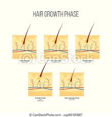 Once the cycle is complete, it restarts and a new strand of hair begins to form. Human Hair Growth Phase Scheme Flat Style Human Hair Growth Stages Scheme Flat Style Vector Illustration Isolated On White Canstock