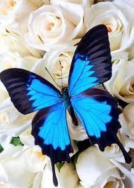 Afbeeldingsresultaat Voor Papillons Butterfly Photos Butterfly Pictures Blue Butterfly