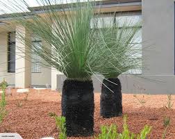 Rare Black Boy Plant Xanthorrhoea Preissii Trade Me Plants Native Garden Australian Native Garden