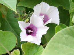 Image result for Astripomoea lachnosperma