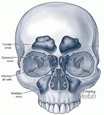 The septum separates the nasal cavity into two halves called nasal fossae. Cancer Of The Nasal Vestibule Nasal Cavity Paranasal Sinuses Anterior Skull Base And Orbit Surgical Management Ento Key