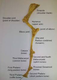 Apply the brakes abused, confused, & misused. Foreleg Of The Horse Bones And Attachment