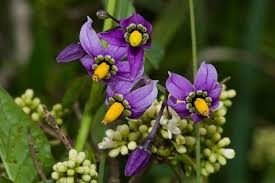 Image result for Solanum