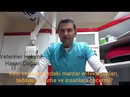 Kedi Ve Kopeklerdeki Mantar Enfeksiyonu Korunma Tedavi Asi Ve Insanlara Gecermi Youtube