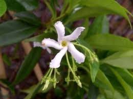 You may have encountered night jasmine if you've ever been to a tropical region since they grow in abundance there. Jasmine Not Flowering What To Do For A Jasmine With No Blooms
