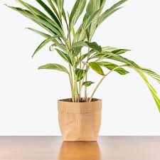 Variegated Shell Ginger - Alpinia Zerumbet Variegata - House Plants  Delivery Toronto - Jomo Studio