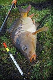 Karpfenangeln Mit Pose How To Catch Carp With A Float Rig Ohioriverfishing Fishing Tips Fish Carp Fishing
