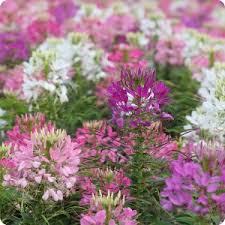 Image result for Cleome macrophylla