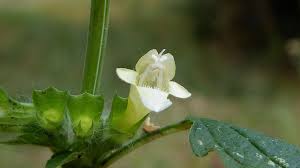 Image result for Melissa officinalis