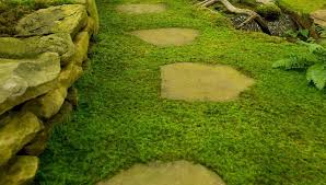 Close-Up Of My Moss Between Pavers : R/Mosses
