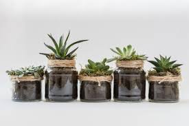 Cactus, ficus, aloe e tutte le piante succulente, possono diventare dei preziosi salvavita, anche per chi non ha il pollice. 10 Piante Grasse Ideali Per L Appartamento