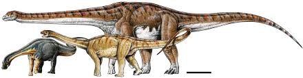 As the first titanosaur named it is treated as the type genus of the titanosauria,‭ ‬a group of more advanced sauropod dinosaurs that began to appear at the end of the jurassic and later established. Report Of A Giant Titanosaur Sauropod From The Upper Cretaceous Of Neuquen Province Argentina Sciencedirect