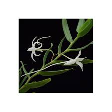 Image result for Angraecum conchiferum