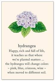 404 Page Cardthartic Flower Quotes Flower Meanings Language Of Flowers
