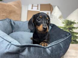 Image result for jezevčík hladkosrstý