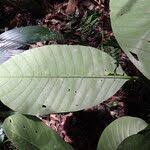 Image result for Tabernaemontana crassa