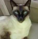 Siamese Cat Breeders Near Me Selling Kittens