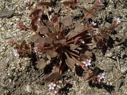 Image result for Montinia