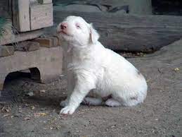 The australian shepherd, a lean, tough ranch dog, is one of those only in america stories: Special Needs Merle Australian Shepherd Puppy Best Friends Animal Society