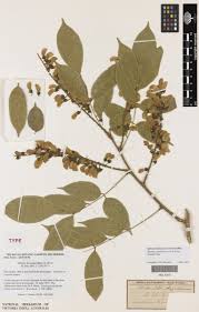 Image result for Millettia sp. B (Fanshawe 8569)