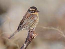 Image result for Eulalia polyneura