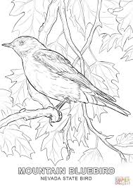 Nevada State Bird Coloring Page Jpg 1020 1440 Bird Coloring Pages Coloring Pages Free Printable Coloring Pages