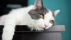 However, because pets can't speak the results are based on the vet's interpretation of the intensity of the pain. Oral Problems In Cats 10 Signs Your Cat Has Oral Pain Bechewy